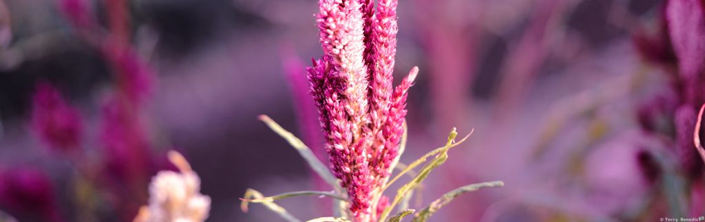 エモい解像度高めの花のアップ